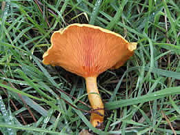 Hygrophorus aurantiaca