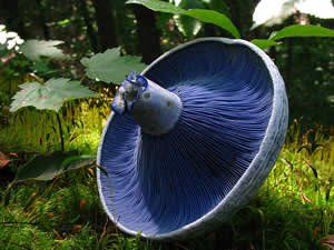 Lactarius indigo