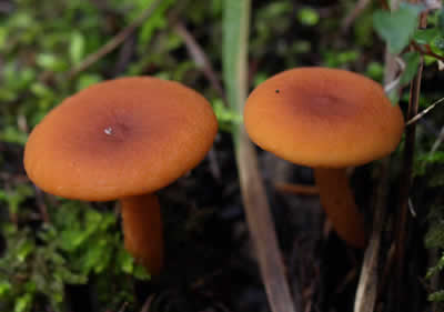 Lactarius rubidus the candy cap mushroom