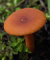 Candy Cap mushroom