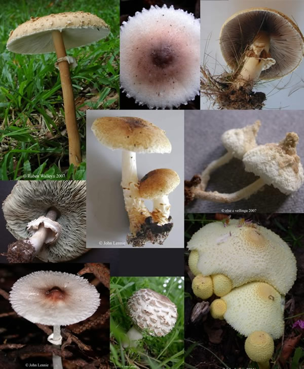 lepiota collage