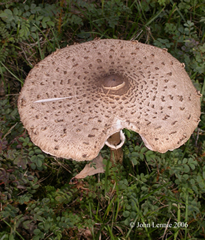 macrolepiota procera