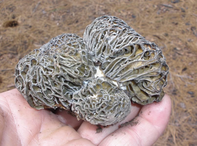 Morchella exuberans