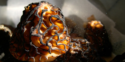 morel spores floating