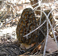 big morels