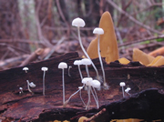 Mycena