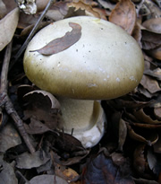 phalloides