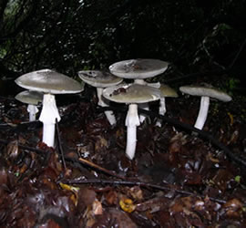 club death cap