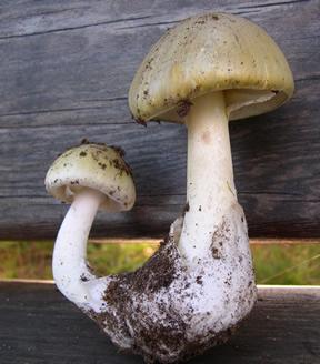 two for one Amanita phalloides