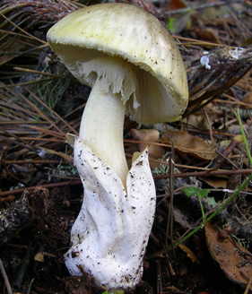 Tomales Bay Amanita phalloides