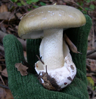 green glove holding Amanita phalloides