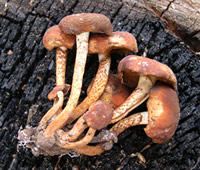 pholiota highlandensis