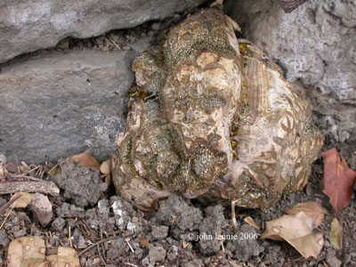 pisolithus berkeley