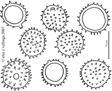 pisolithus spores 2