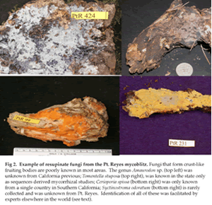 resupinate examples