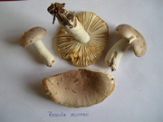 Russula stuntzii