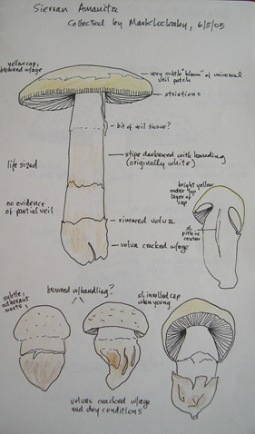 Amanita aprica1