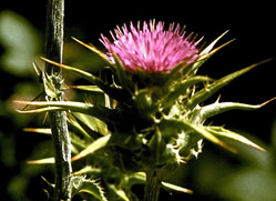 milk thistle