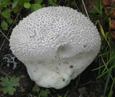 Calvatia sp.
