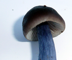 Entoloma nitidum