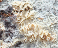 Schizopora flavipora