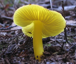 Hygrocybe flavescens