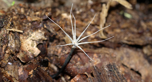 xylaria tintaculata