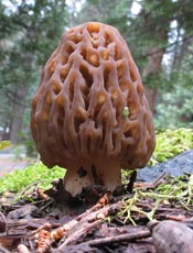 black chanterelle