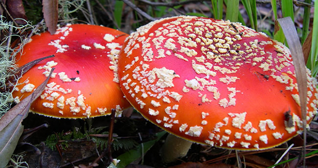 Amanita muscaria subsp. flavivolvata