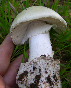 amanita ocreata