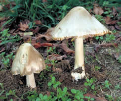 volvariella and amanita phalloides